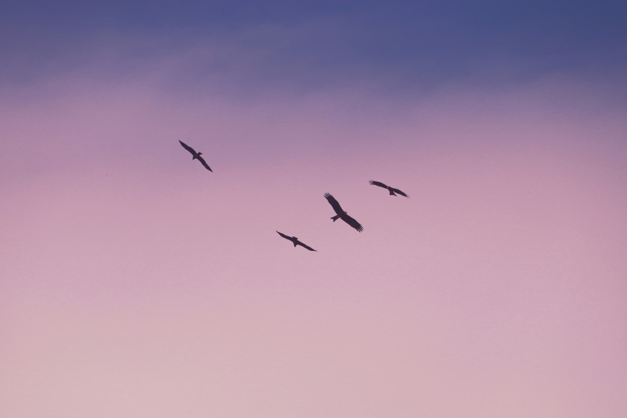Lila Himmel mit Vögeln 