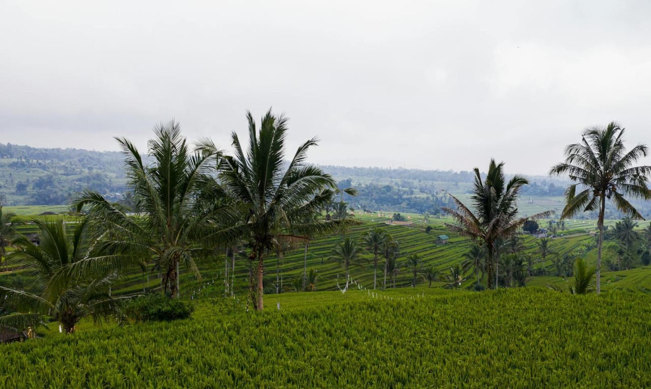 Expansive green rice terraces in Bali with scattered palm trees under a cloudy sky.