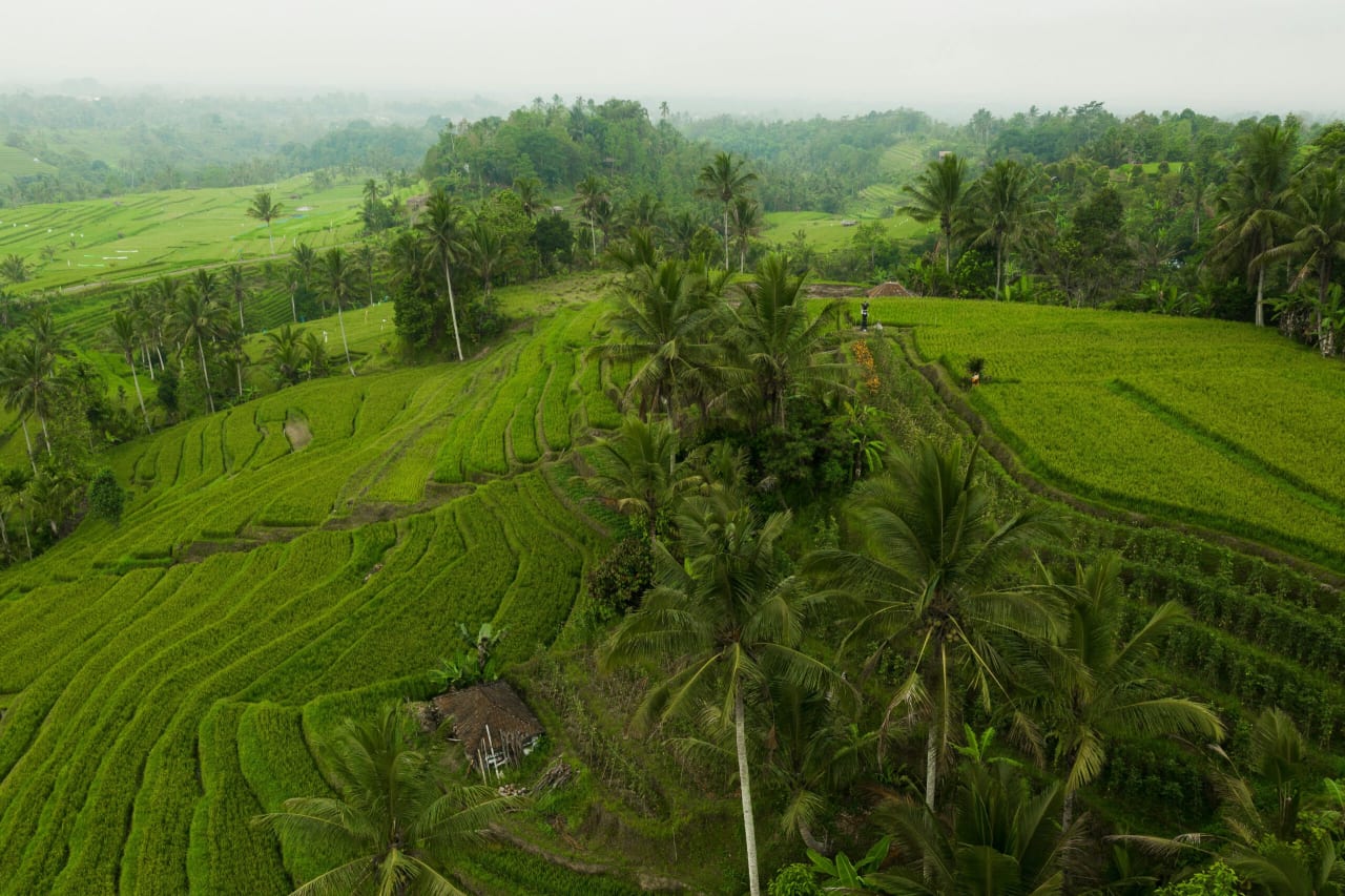 Reisplantagen mit Palmen auf Bali