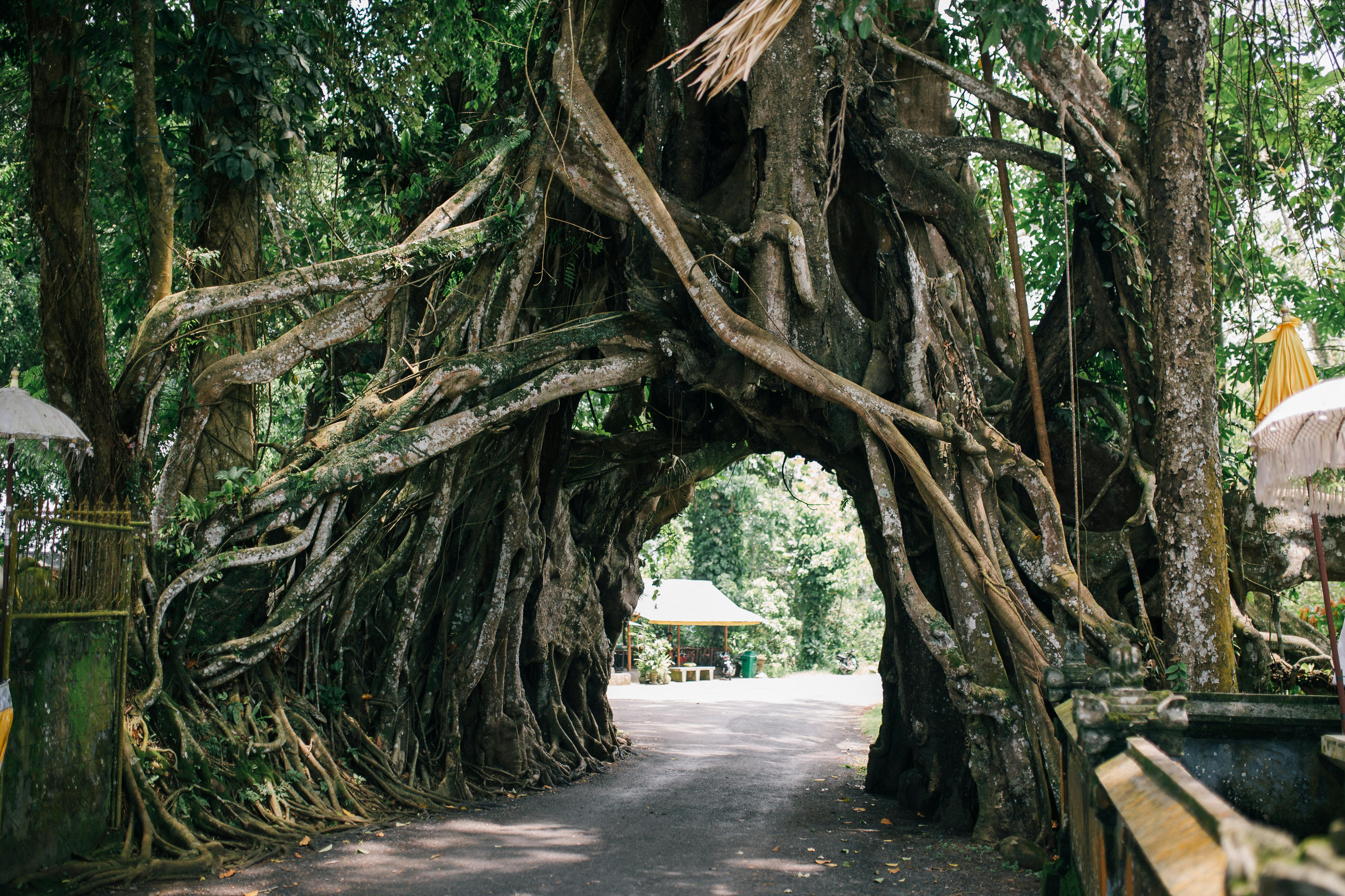 Ein Weg durch die Wurzeln eines Baumes auf Bali