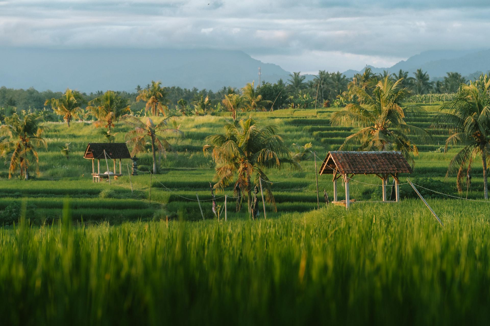 Felder mit Palmen auf Bali