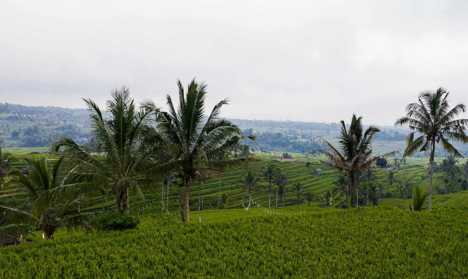 Felder mit Palmen auf Bali