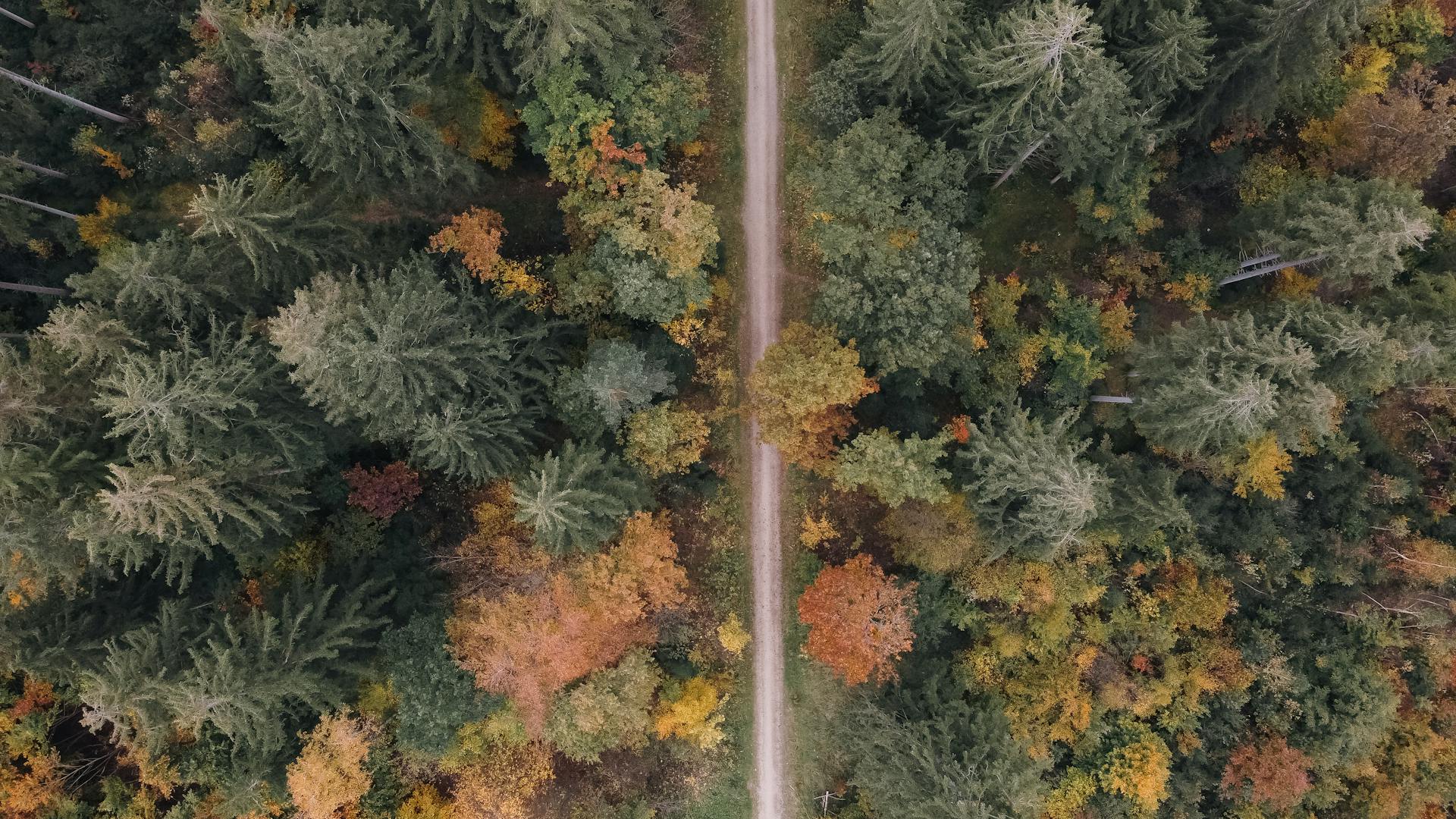 Luftaufnahmen eines Weges durch einen Wald