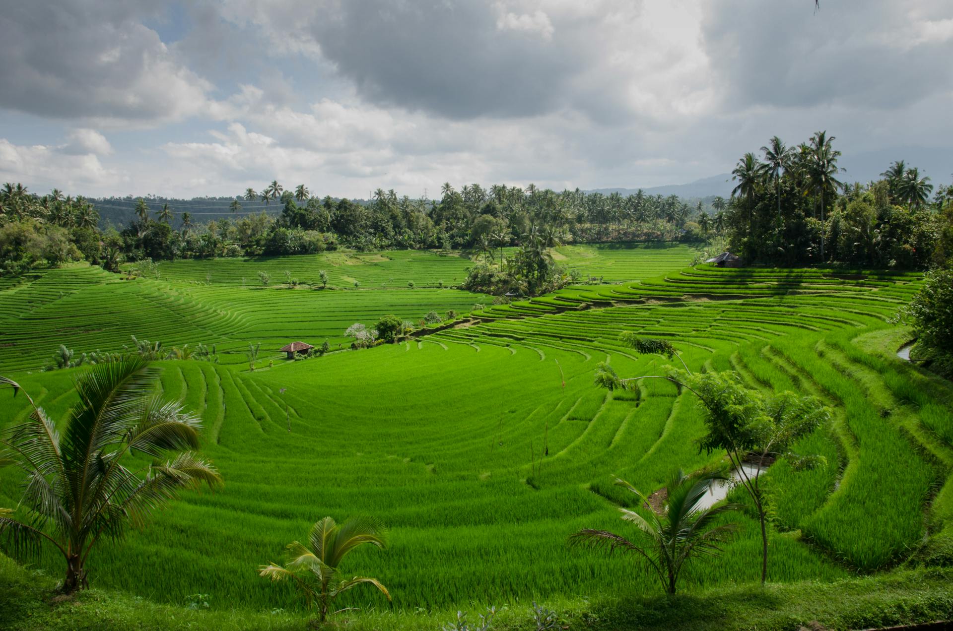 Reisplantagen mit Palmen auf Bali
