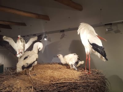 Bluesnacht Petershagen