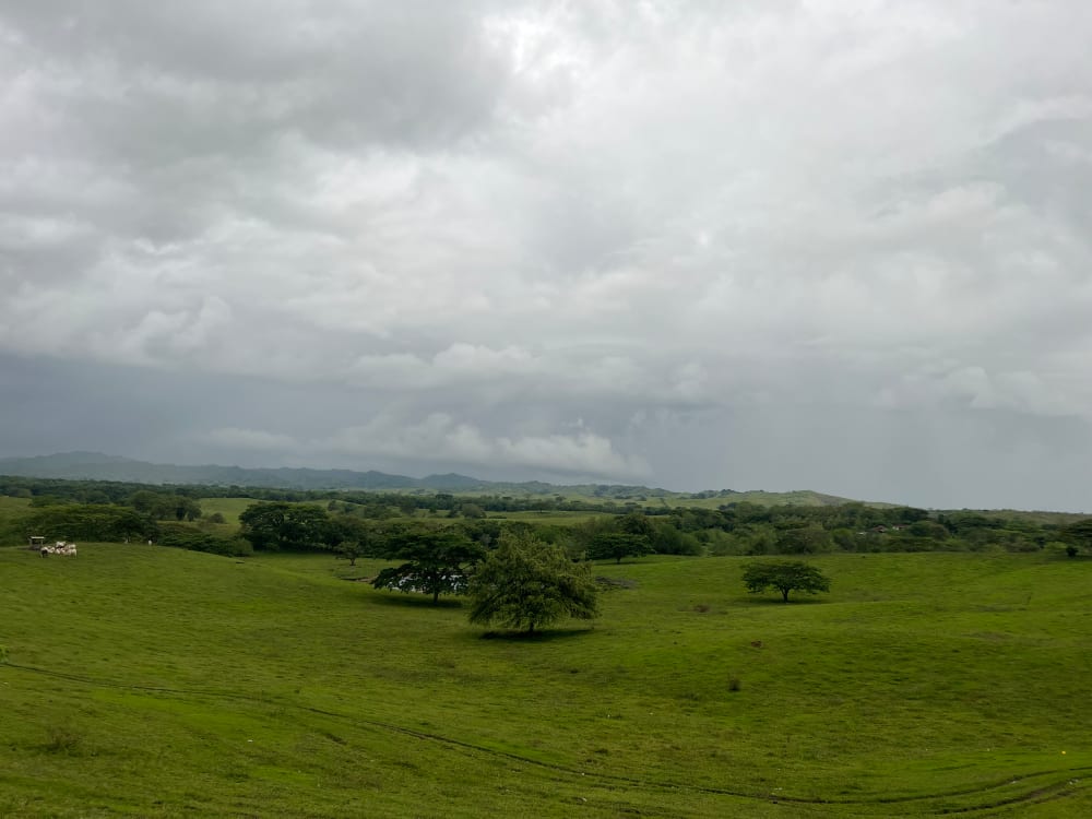 Landscape with hills, cows and trees