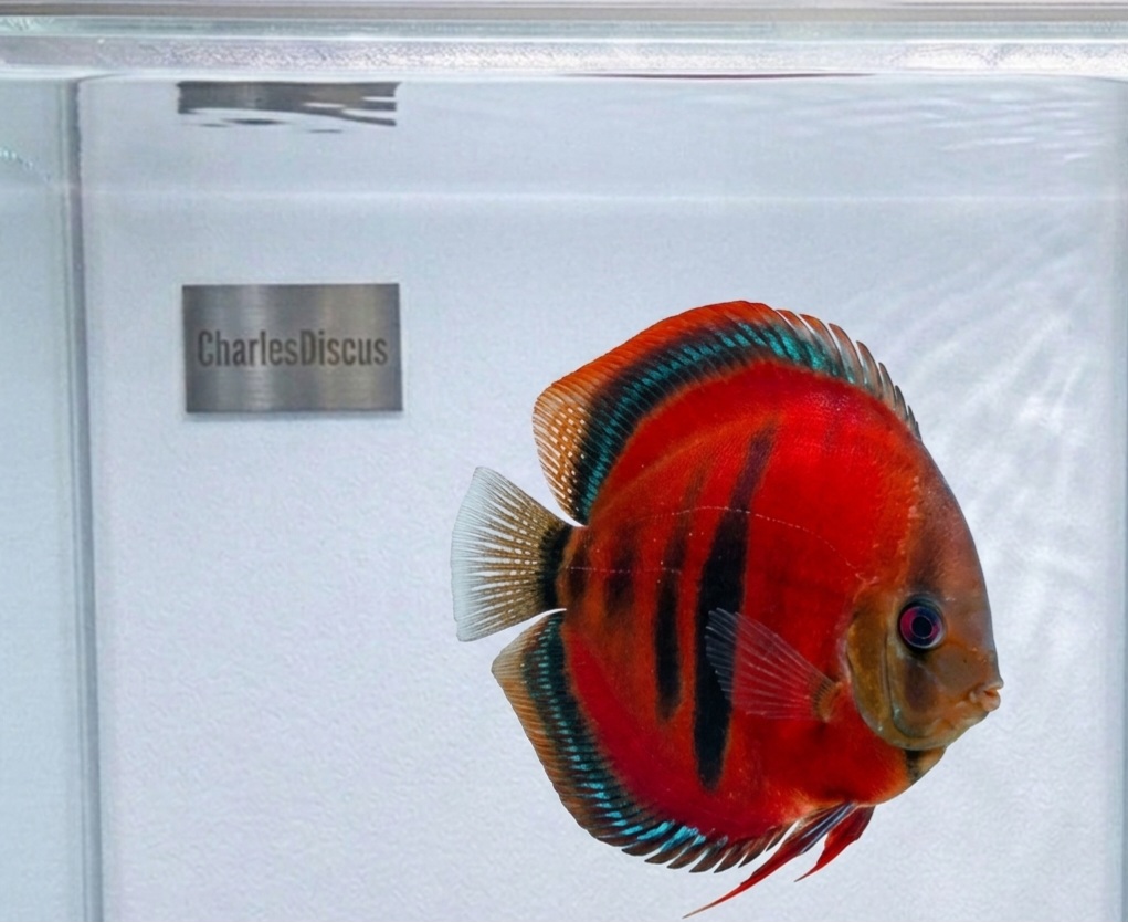 Imperial Discus - Your Most Renowned Discus Breeder