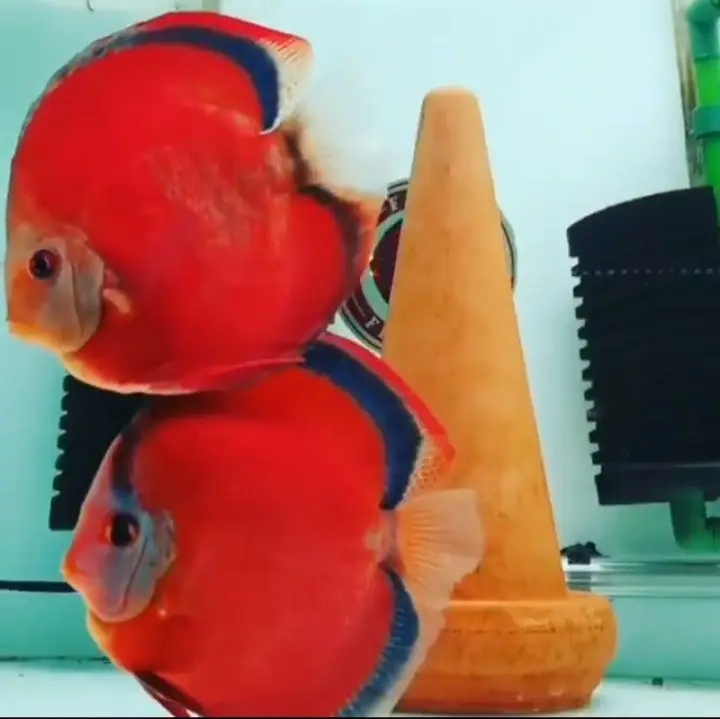 Imperial Discus - Your Most Renowned Discus Breeder