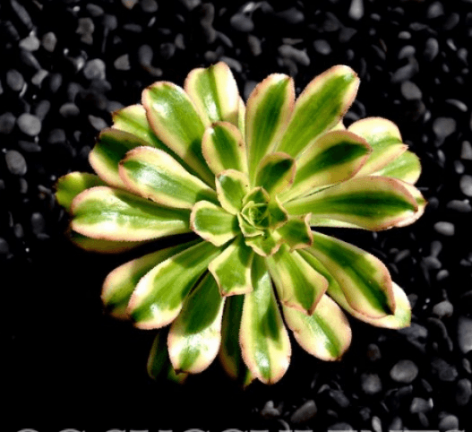 Aeonium Arboreum Variegata