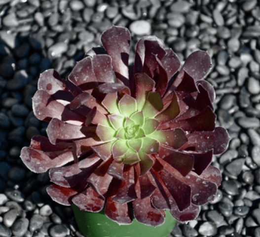 Aeonium Garnet