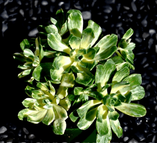 Aeonium Suncup Variegata