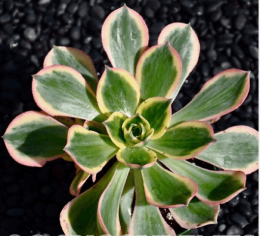 Aeonium sunburst