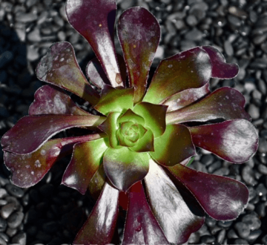 Aeonium Cyclops