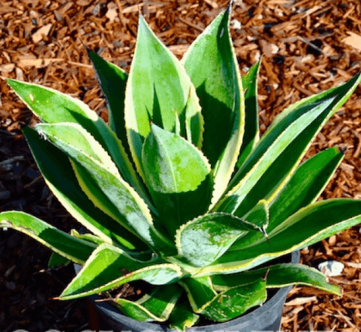 Agave Celsii Multicolor