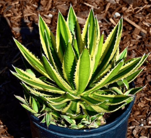 Agave Lophantha Quadricolor