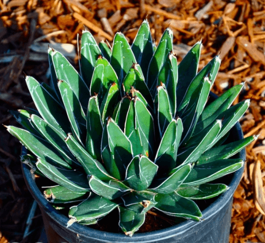 Agave Victoriae Reginae