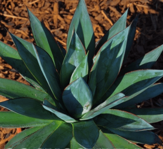 Agave Blue Glow