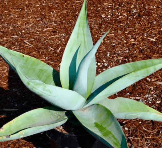 Agave Guiengola