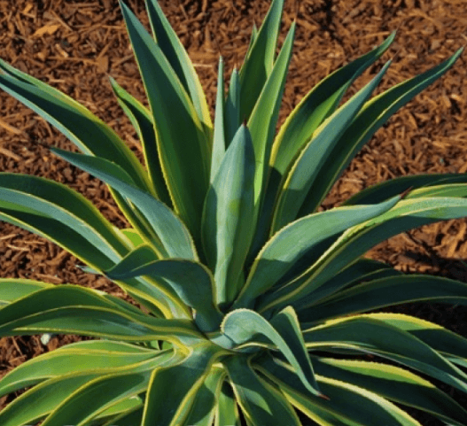 Agave Desmettiana Variegata