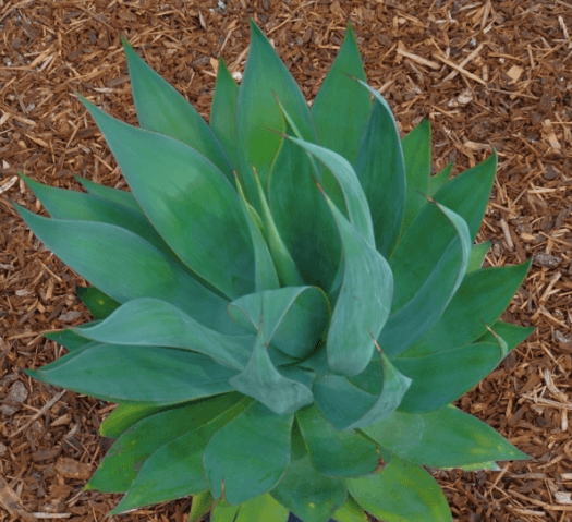 Agave Blue Flame