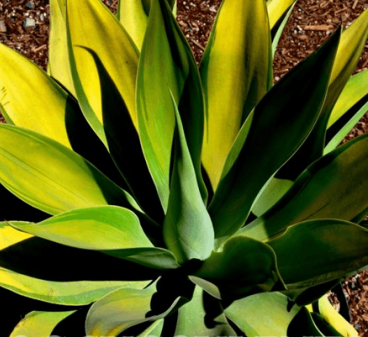 Agave Karas Stripes