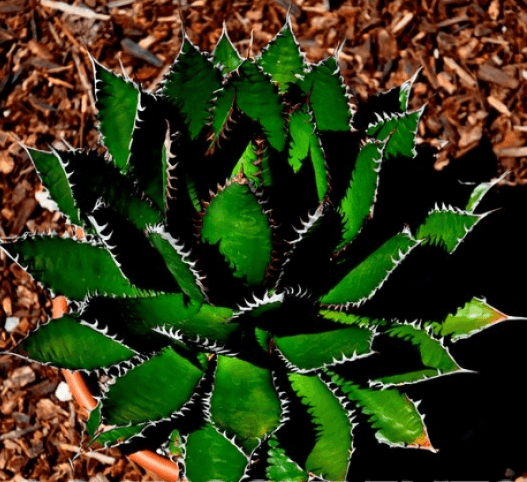 Agave Horrida Agave