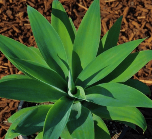 Agave Attenuata