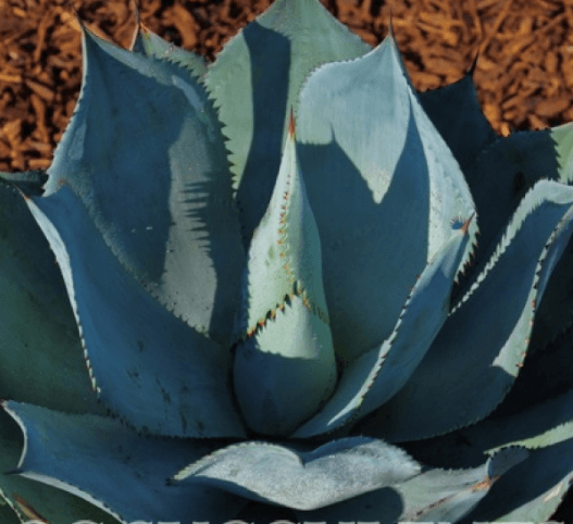 Agave celsii nova