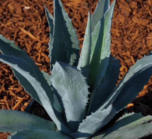 Agave Americana