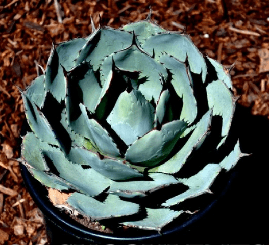 Agave Parryi Truncata