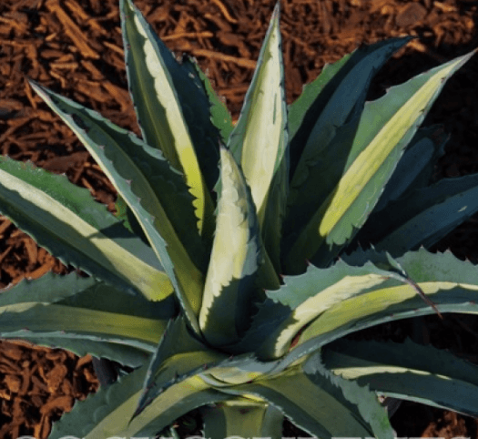 Agave Medio Picta Alba