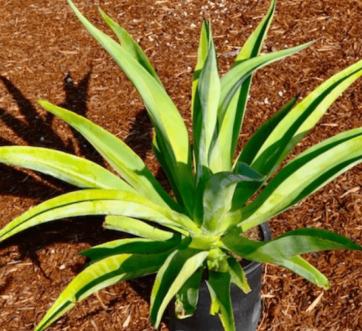 Agave Vilmoriniana