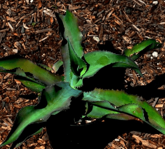 Agave Gypsophila