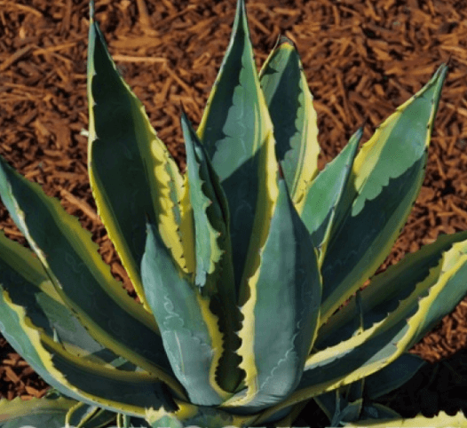 Agave Americana Variegata