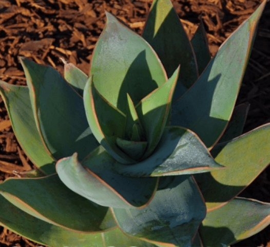 Aloe Striata