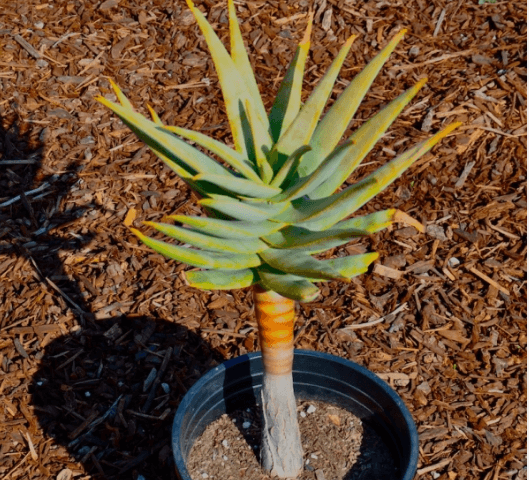 Aloe Dichotoma