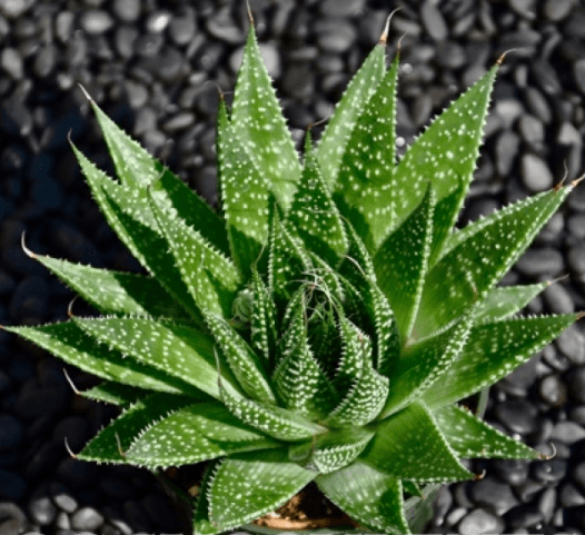 Aloe Aristata