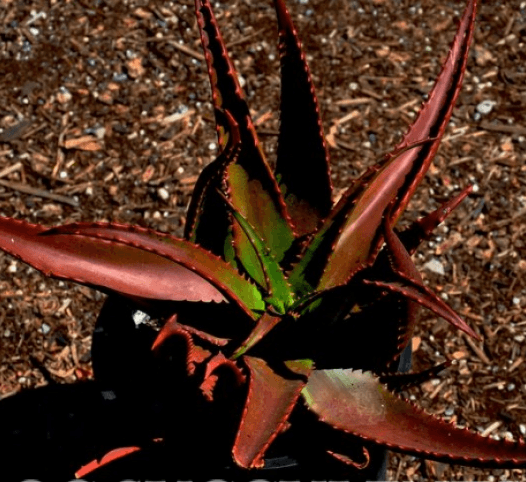 Aloe Cameronii