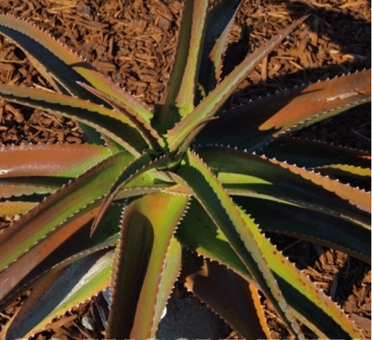 Aloe Vaombe