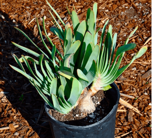 Aloe Plicatilis