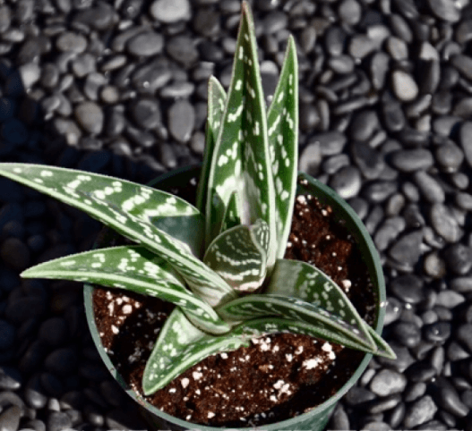 Aloe Variegata