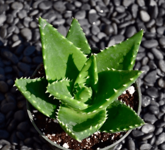 Aloe Nobilis