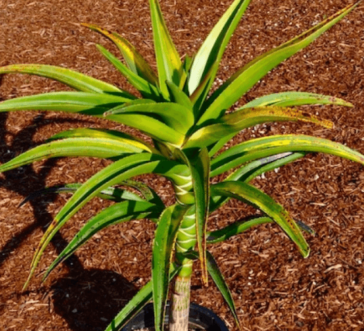 Aloe Bainesii