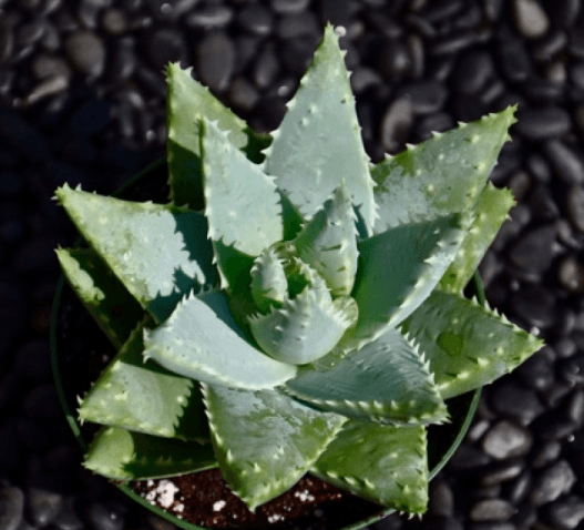 Aloe Brevifolia