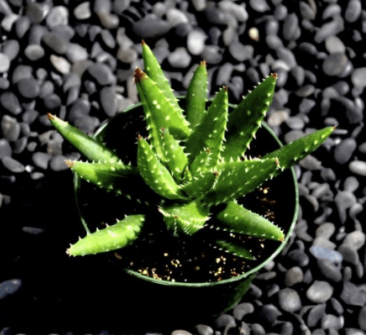 Aloe Crosbys Prolific