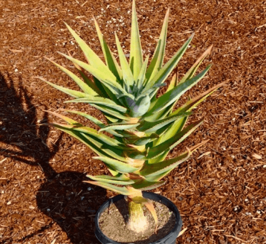 Aloe Hercules