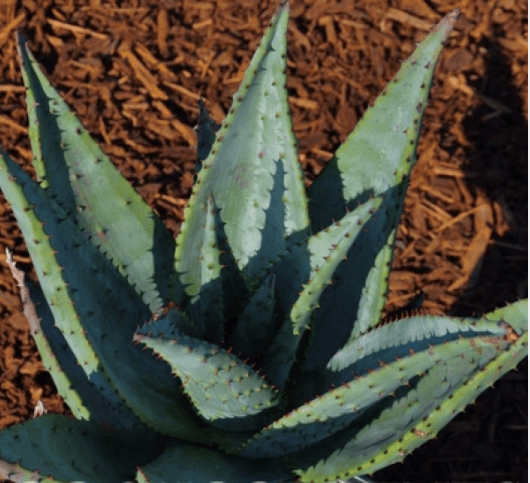 Aloe Marlothii