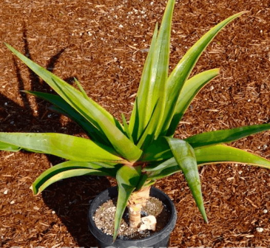 Aloe Thraskii