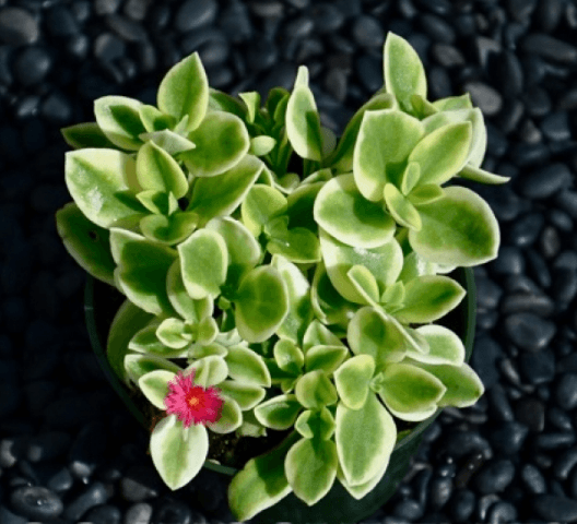 Aptenia cordifolia-variegata