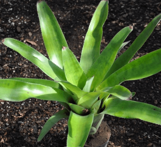 Bromeliad Cruenta